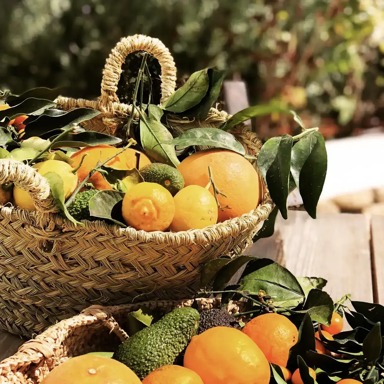 Lemon harvest at Finca Legado