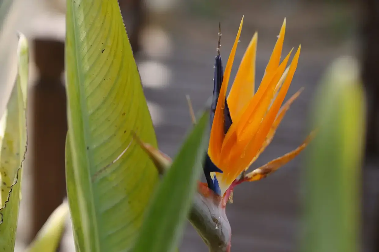 Strelitzia Reginae or Bird of Paradise in Finca Legado's gardens