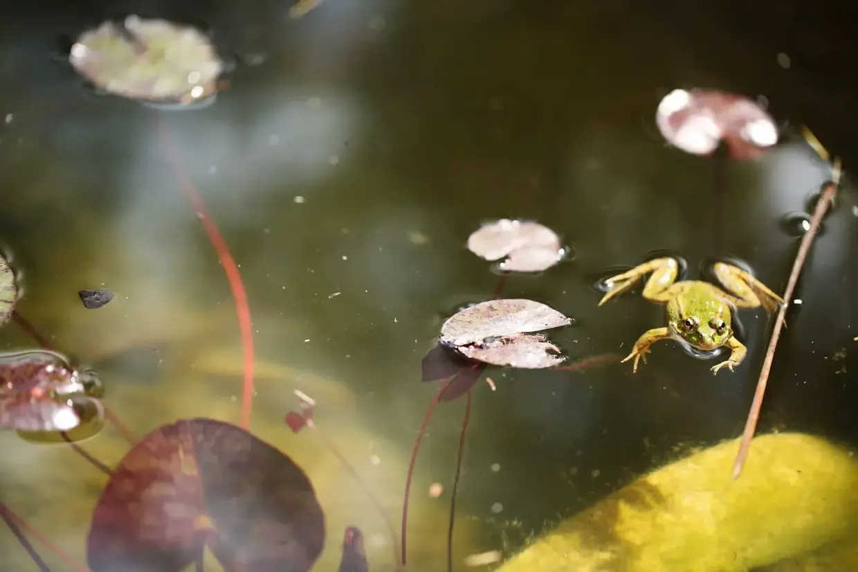 Forgs and goldfish inhabit the pond in the center of Finca Legado's gardens