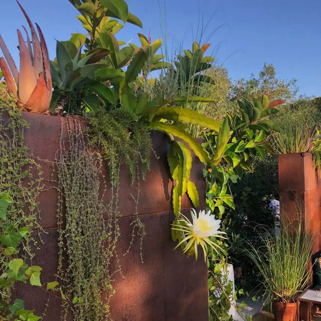 Blooming cacti and mediterranean plants in the Legado pool area