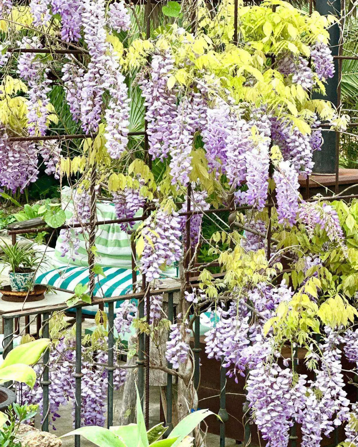 Wisteria lane at Finca Legado