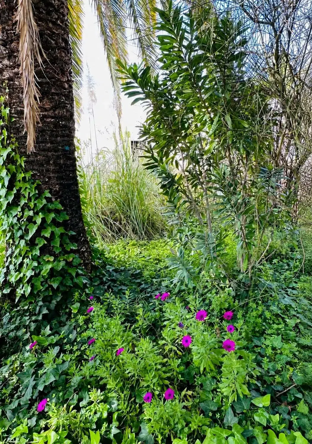 Overgrown old palmtree in Legado garden