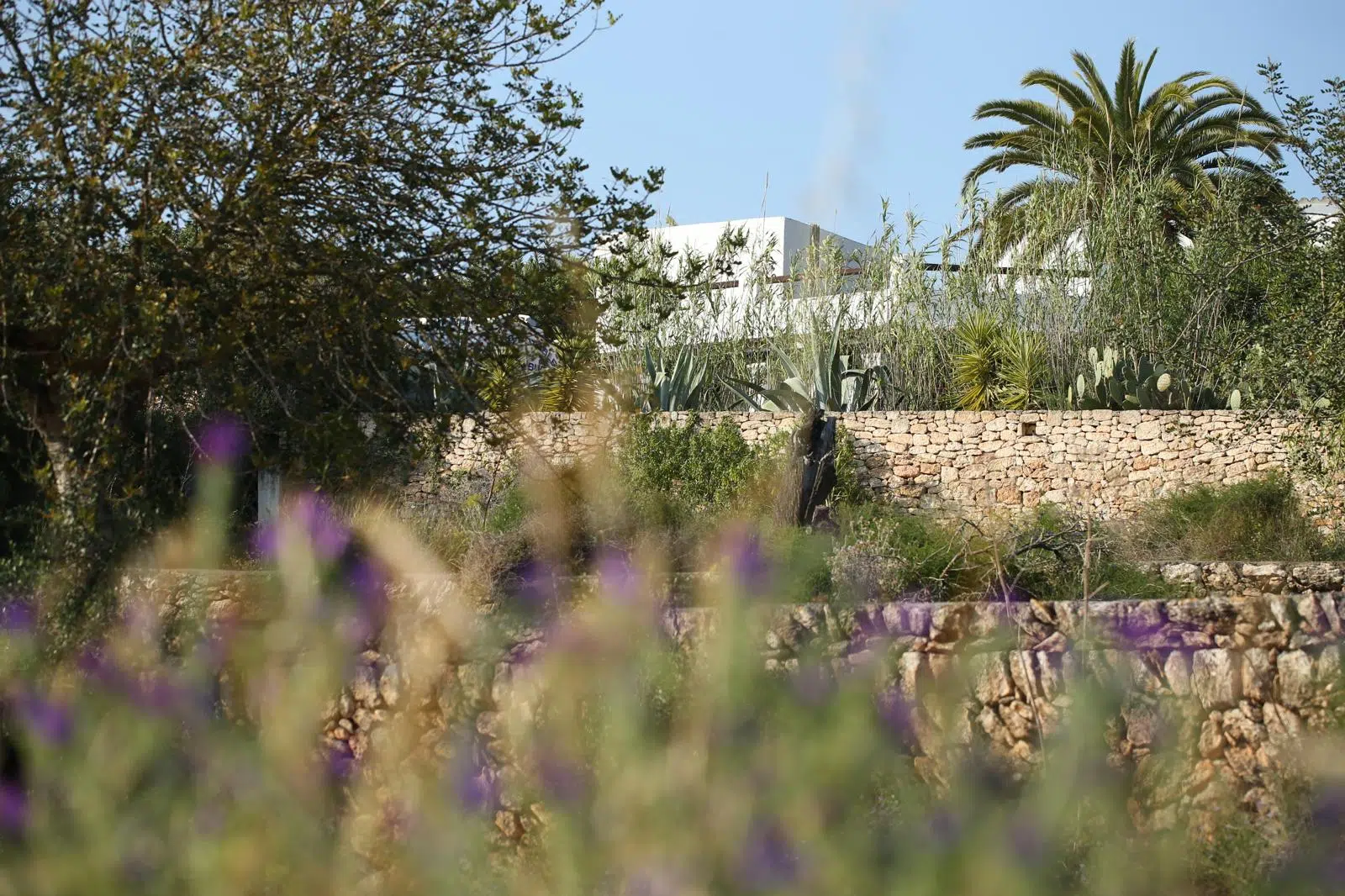 Lush garden with palm trees and cacti