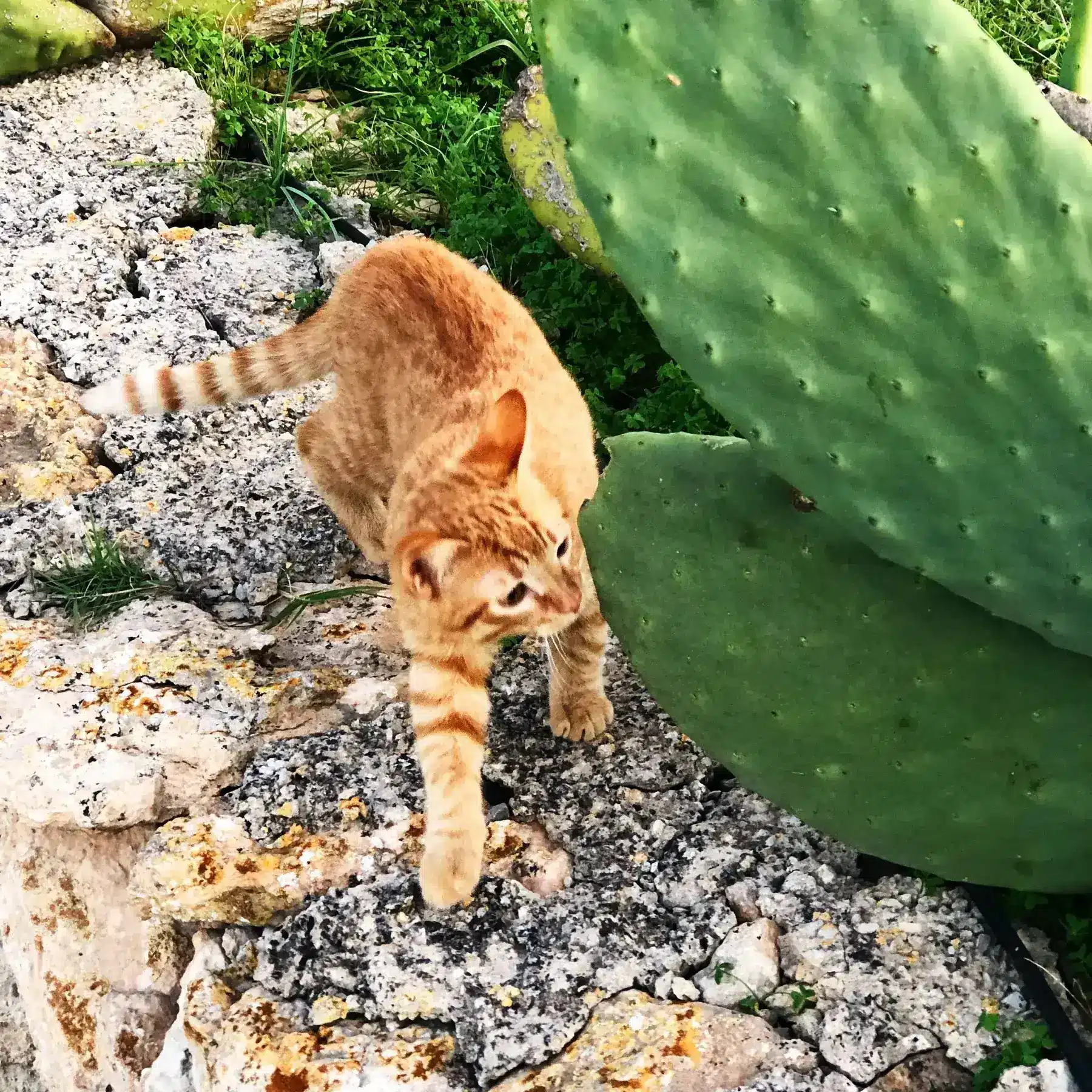 Ginger the house cat at Finca Legado