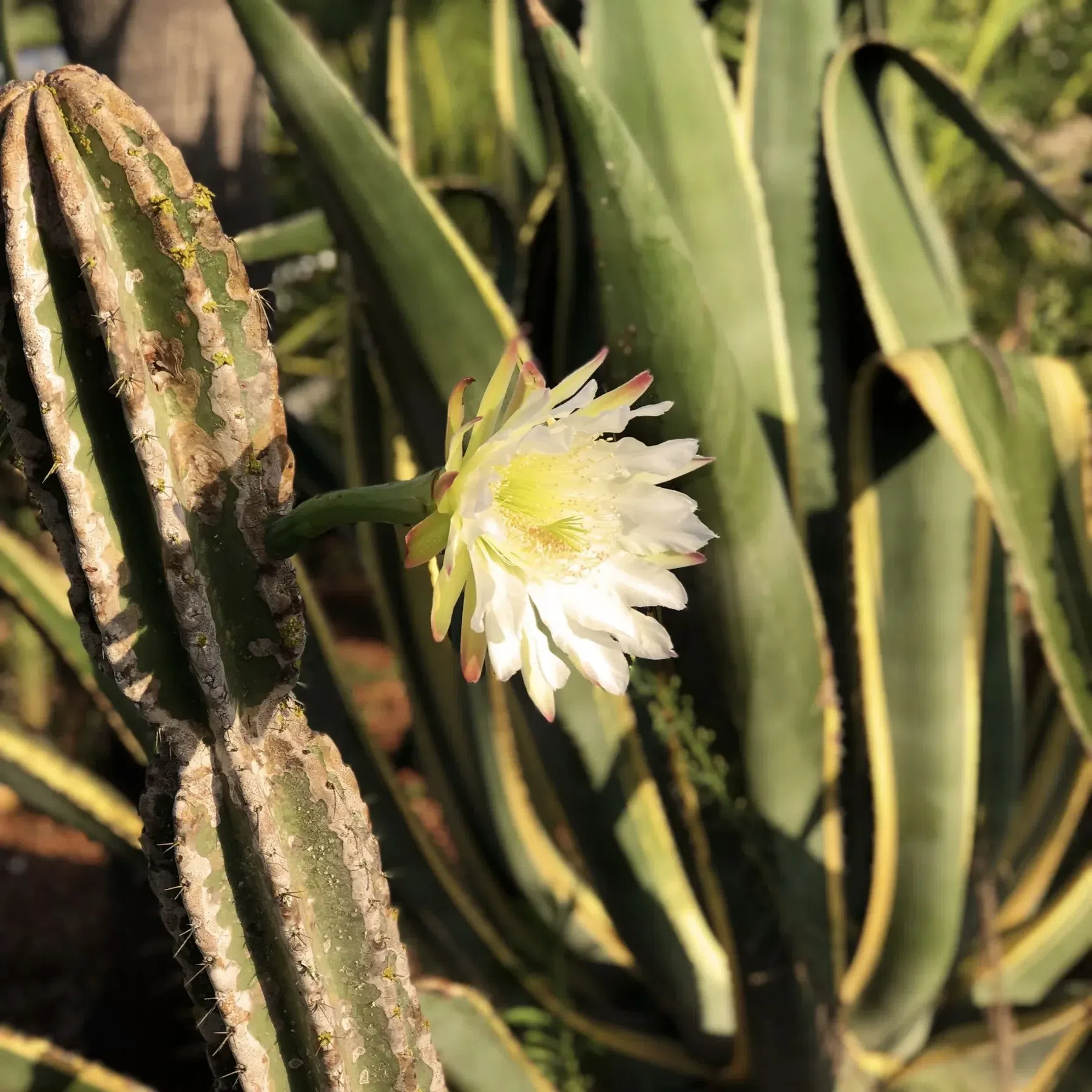 Blooming cacti at Finca Legado