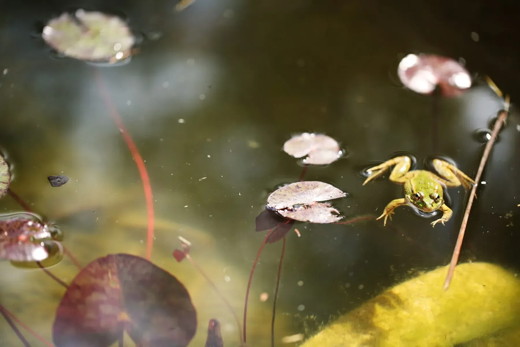 Forgs and goldfish inhabit the pond in the center of Finca Legado's gardens