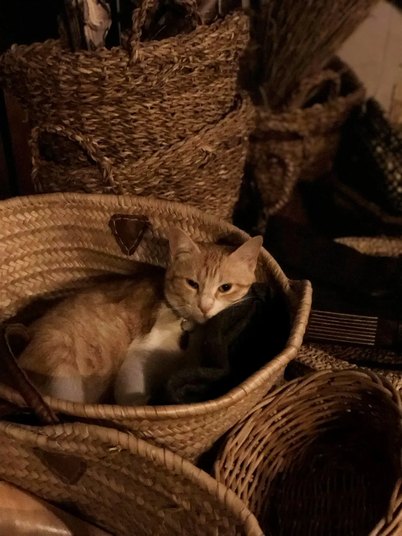 Cat Mitzi sleeping in the wicker baskets, an important design element at Finca Legado